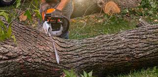 Best Firewood Processing and Delivery  in Biglerville, PA