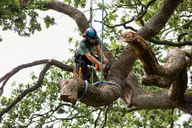 Best Commercial Tree Services  in Biglerville, PA